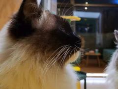 -猫在这儿猫咪咖啡馆·撸猫馆