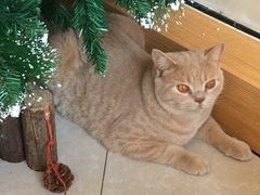 -Catmate·猫肥家润(金润铂宫店)