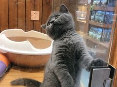 -龟与熊猫宠物公园(南坪店)