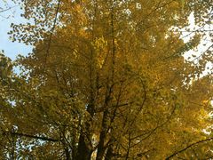 -四川大学(华西校区)