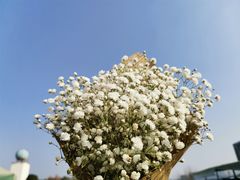 -三圣花乡旅游区