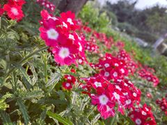-石家庄市植物园