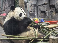 -栾川竹海野生动物园