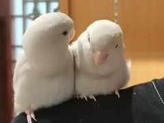 -吉丁鸟咖·异宠·寄养