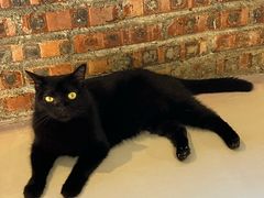 -豆逗聊愈猫阁Easy Life