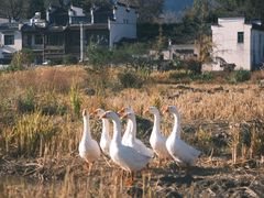 -塔川景区