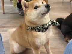 -柴迷FANS CLUB·柴犬狗咖·猫咖