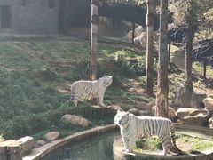 -云南野生动物园