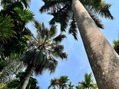 -中国科学院西双版纳热带植物园