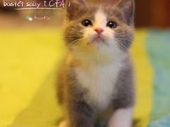 -Bastet sally猫舍购宠(静安店)