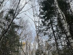 -汤旺河林海奇石景区