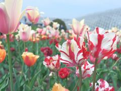 -上海辰山植物园