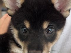 -佳雯宠物医院·皮肤科·内外科(春晓路分院)