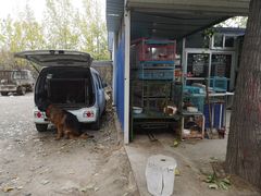 -保定市花鸟鱼虫市场