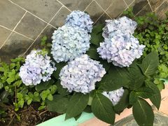 -花·fleur古董西餐厅(西城夜未央店)
