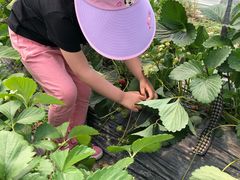 -青浦采草莓天天草莓园