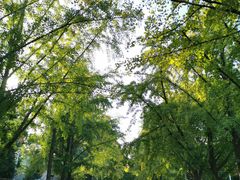 -三里屯东五街银杏大道