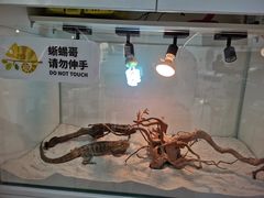 -喵园·猫主题咖啡厅·撸猫·猫咖(国贸店)