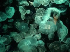 -悉尼海洋生物水族馆