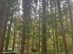 -黄海国家森林公园