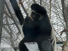 -合肥野生动物园