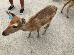 -鹿境梅花鹿生态园区