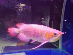 -秦美花卉(天朗·莱茵小城2期店)