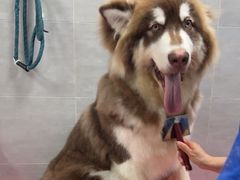 -宠福鑫康馨动物医院·骨科·眼科