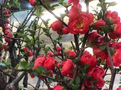 -双季花艺园艺市场(浦东店)