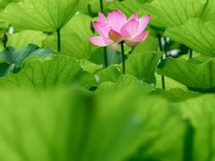 -莲花池公园