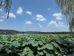 -西湖外事游船(花港观鱼码头)