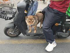 -陈三炖鸡馆(金众小区店)