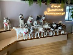 -Husky Go! 哈士奇体验馆·宠物咖啡厅狗咖