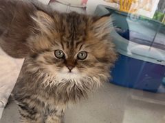 -糯米喵星人总部直营旗舰店·猫舍·幼猫出售