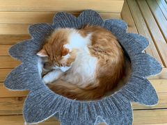 -猫的茶·猫咖
