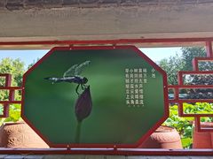 -莲花池公园