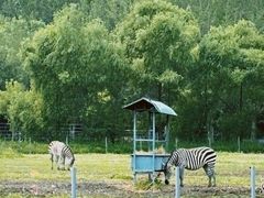 -哈尔滨北方森林动物园