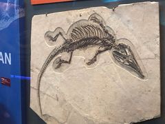 -贝林大翅鲸简餐厅(国家海洋博物馆店)