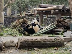 -都江堰中华大熊猫苑