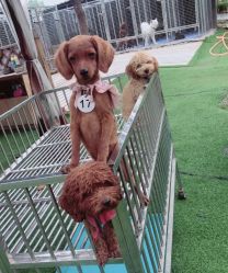 -萌宠亲子动物乐园(槐房万达店)