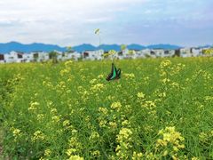 -东梓关景区村庄