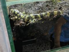 -上海大自然野生昆虫馆(东方明珠·爬宠昆虫探索中心)