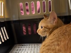 -瑞派康怡24h宠物医院·犬猫医疗中心·微创绝育(瑞景分院)