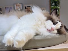 -藏猫猫咖啡主题馆(中央大道店)