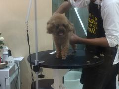 -momokira米努特·德文卷毛猫·棉花面纱犬
