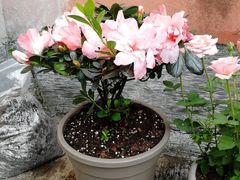 -龙大花卉苗木市场