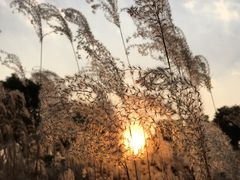 -尚贤河湿地