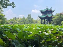 -桂湖森林公园
