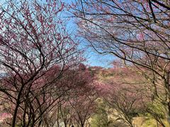 -新建村梅花