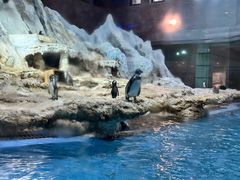 -帝企鹅自助餐厅•儿童岛•真企鹅(长隆企鹅酒店)